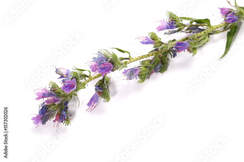 Purple field flowers isolated on white background
