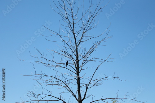 Crow in branches