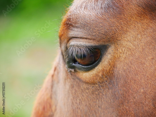 A horse s eye