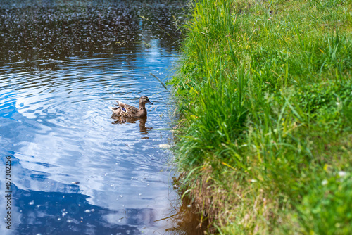 The duck swims along the blue water of the lake or river, on the right the grass grows, on the whole frame. Nature, birds. Horizontal frame photo