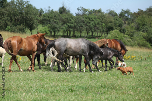 Beautiful horses going together on pasturage © Zuzana Tillerova