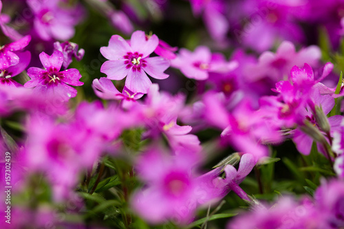 Closeup of pink phlox flower  macro shoot