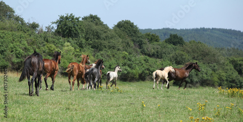 Beautiful horses going together on pasturage
