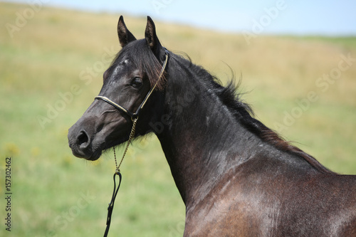 Beautiful welsh pony on pasturage