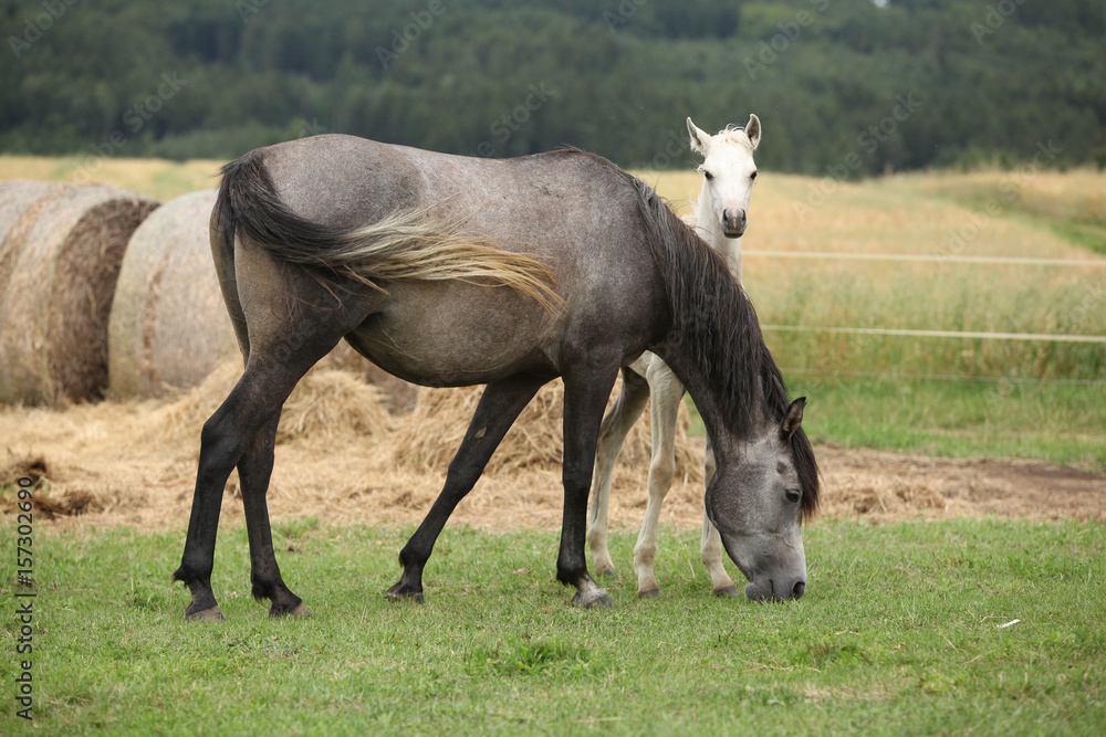 Beautiful foal with mare on pasturage Beautiful foal with mare on pasturage