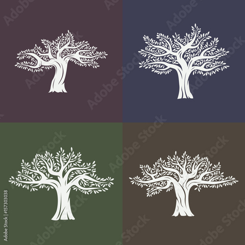 Set of argania or argan fruit trees with leaves