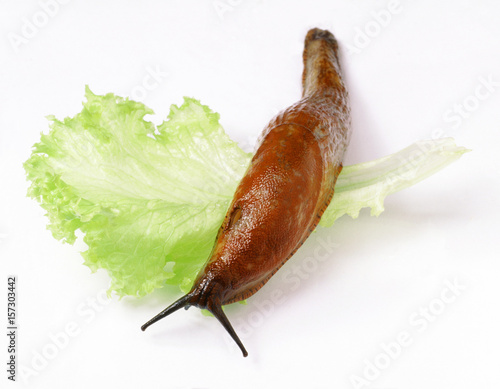 Nacktschnecke auf Salatblatt