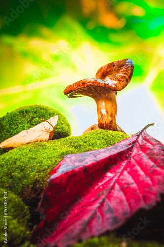fresh chanterelle mushroom growing in the woods on moss