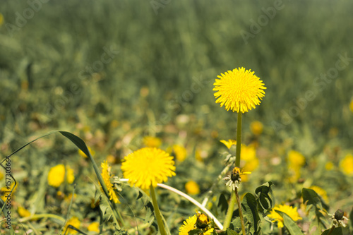 yellow dandelion flower close up, spring background. photo