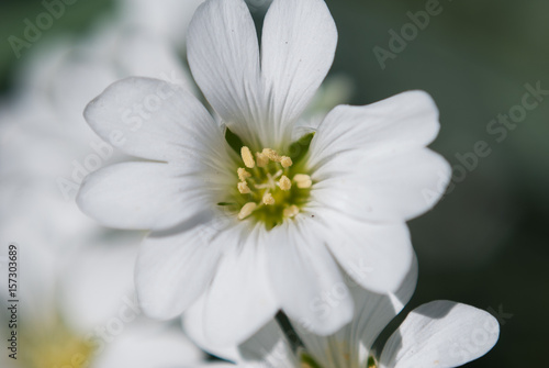 White saxifrage, close up, white flowers,