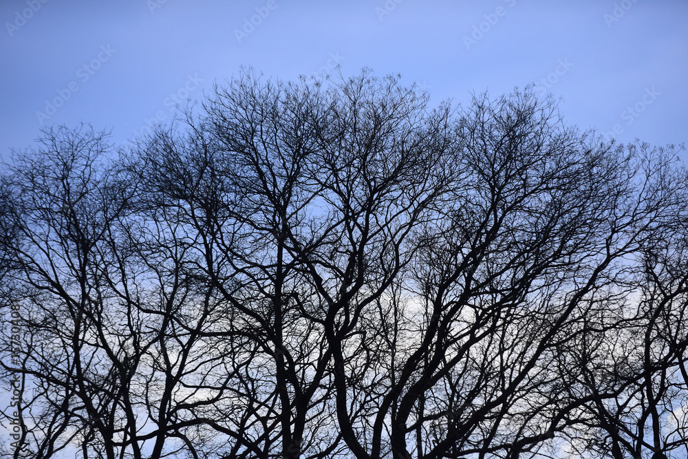 winter or autumn season, tree with bare branches winter or autumn season, tree with bare branches