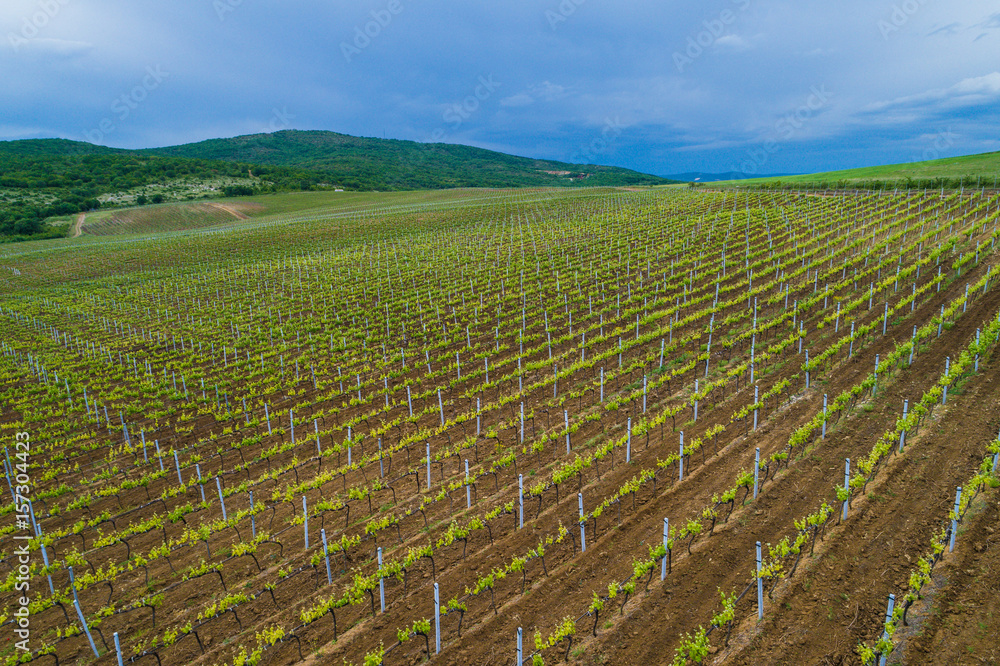 Field of red wine grape vineyard