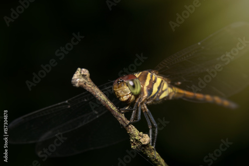 Dragonfly sitting on a branch 