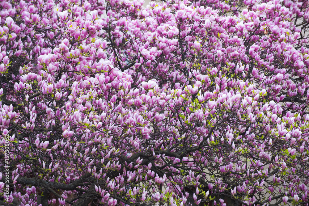 pink blooming tree with magnolia flowers in spring outdoor garden