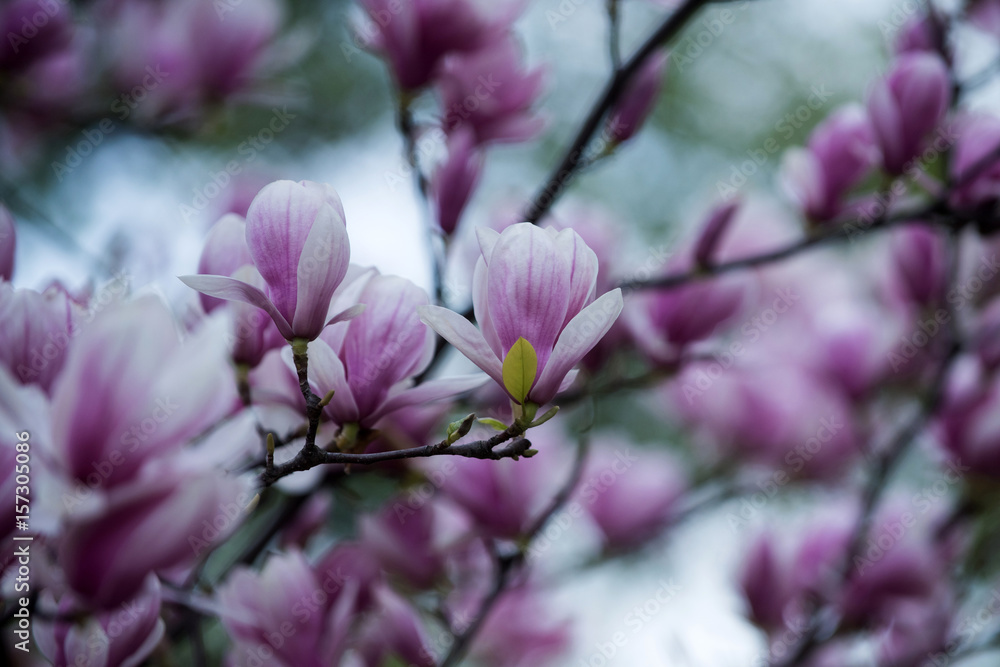 flower background, summer or spring nature in garden flower background, summer or spring nature in garden
