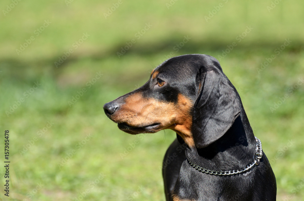 The Dachshund is a hunting dog.