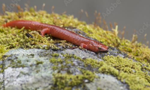 Orange Salamander lies on a moss covered boulder.