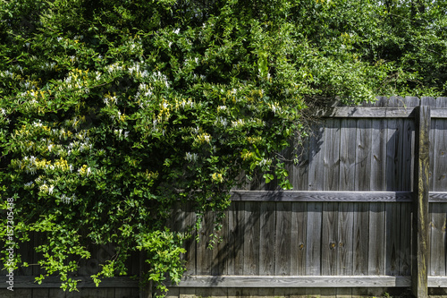 Cluster of overgrown white and yellow wild honeysuckle tumbling over a wooden fence