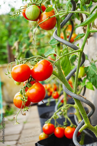 fresh tomato plant