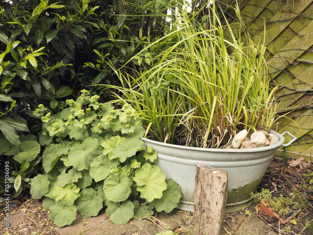 Eine Zinkwanne als Gartenteich StockFoto Adobe Stock