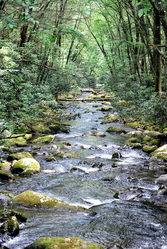 Obraz na płótnie Babbling brooke flowing peacefully in the woods.
