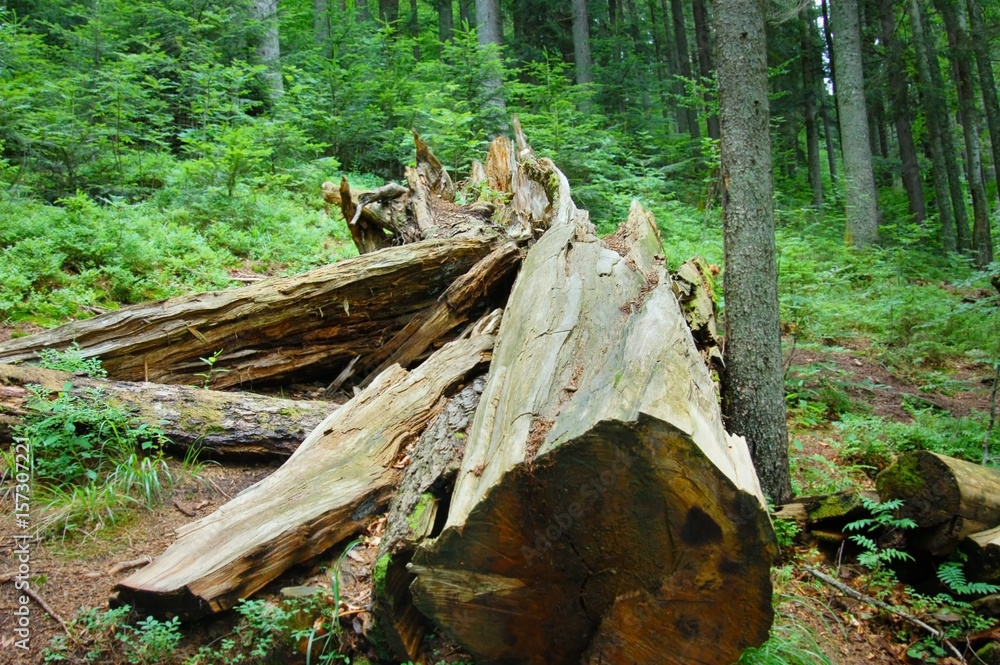 Toppled a large tree lying in the woods Toppled a large tree lying in the woods