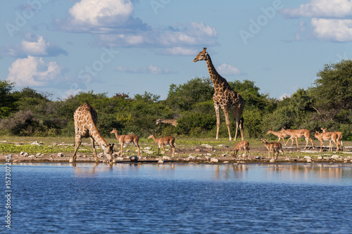 Giraffes and Impalas at a waterhole