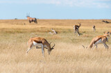 A group of Springboks