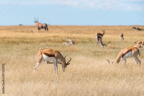 A group of Springboks