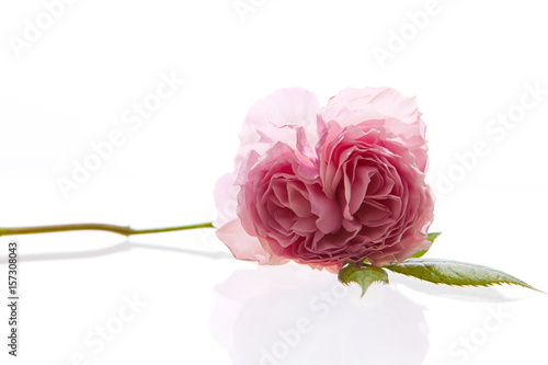 Rosa Centifolia vor weißem Hintergrund