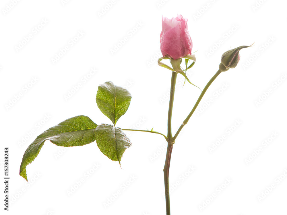 Fototapeta premium Rosa Centifolia na białym tle