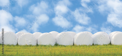 Wrapped stacked silage bales row isolated round white plastic film hay rolls haylage stack rows panorama horizontal closeup summer meadow grass sunny sky cloudscape clouds baling panoramic rural