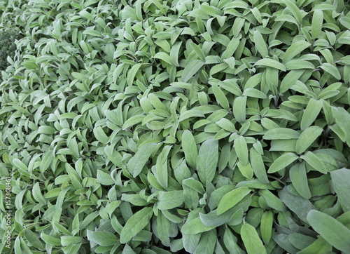 green leaves of sage. Sage is an aromatic herb ideal to flavor d