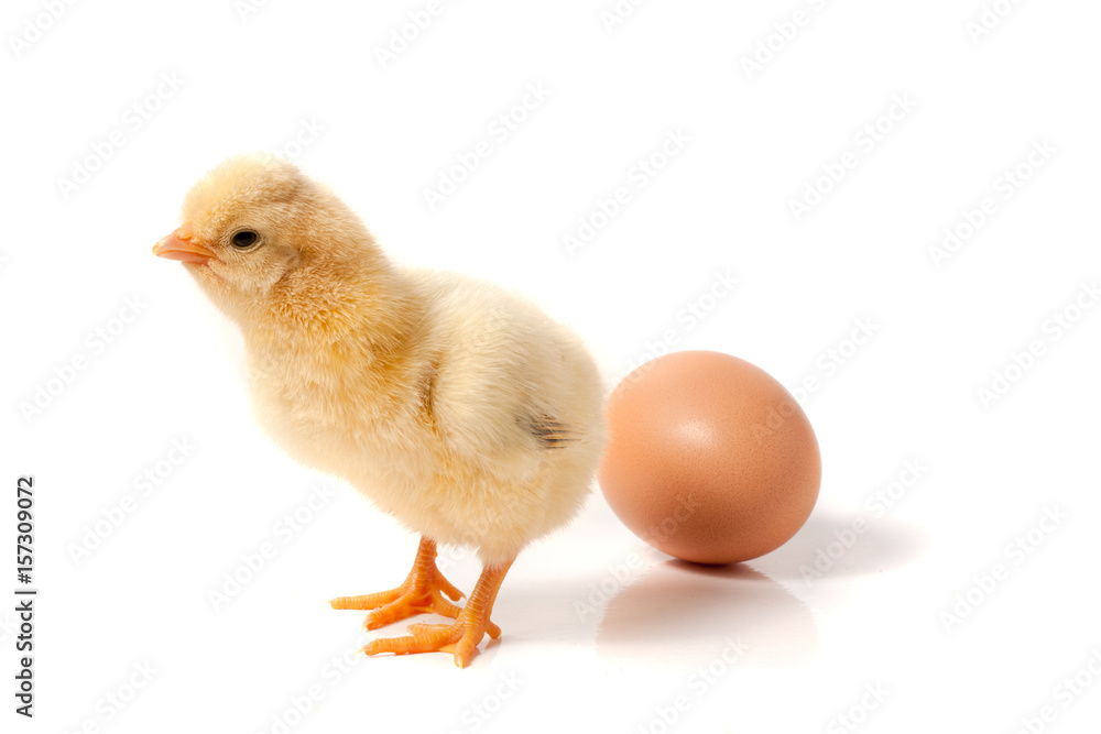 Cute little chicken with egg isolated on white background