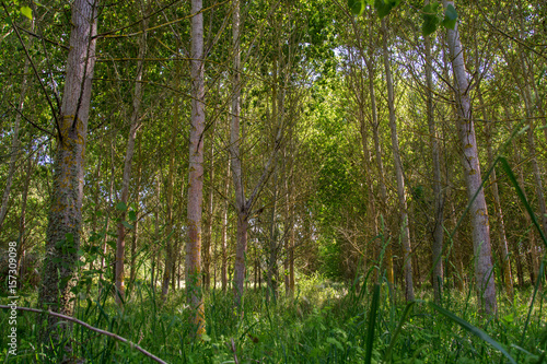 Fototapeta Naklejka Na Ścianę i Meble -  beautifull light in forest