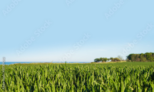 low angle shot of lush green field under clear blue sky with ocean and trees in shallow background