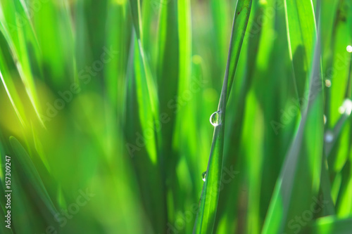 Spring green grass in the sunshine with a drop of dew. Abstract natural background.