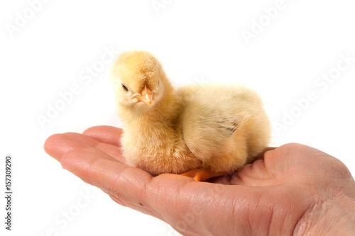 Hand holding a chicken, isolated on a white background