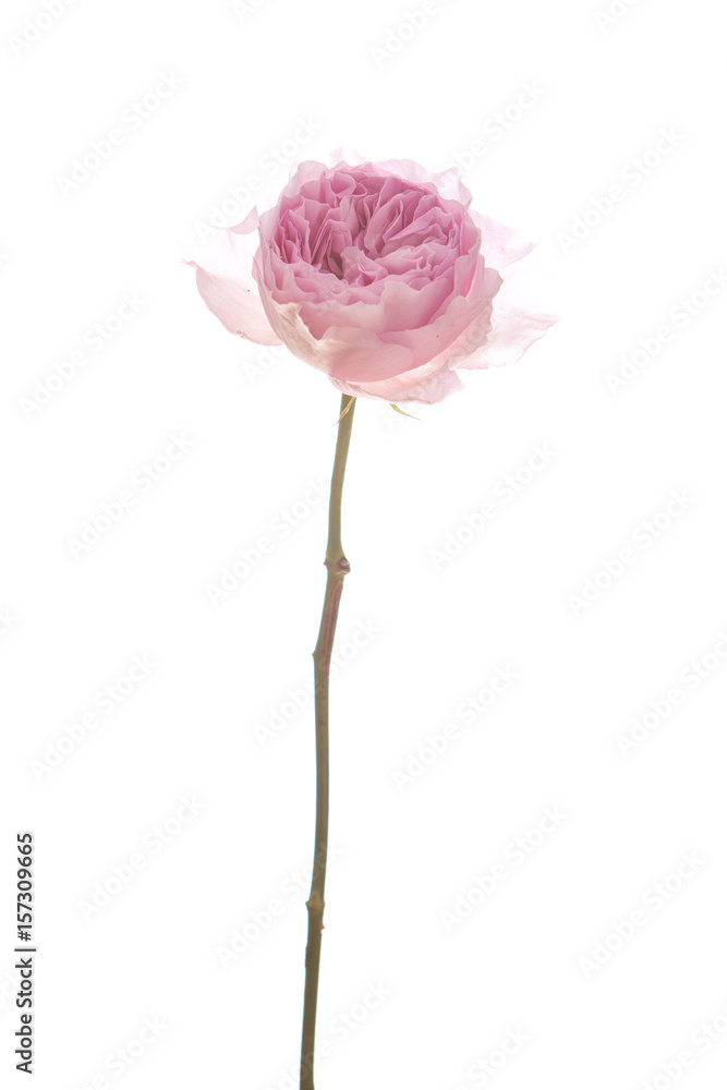 Fototapeta premium Rosa Centifolia vor weißem Hintergrund