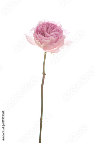 Rosa Centifolia vor weißem Hintergrund photo