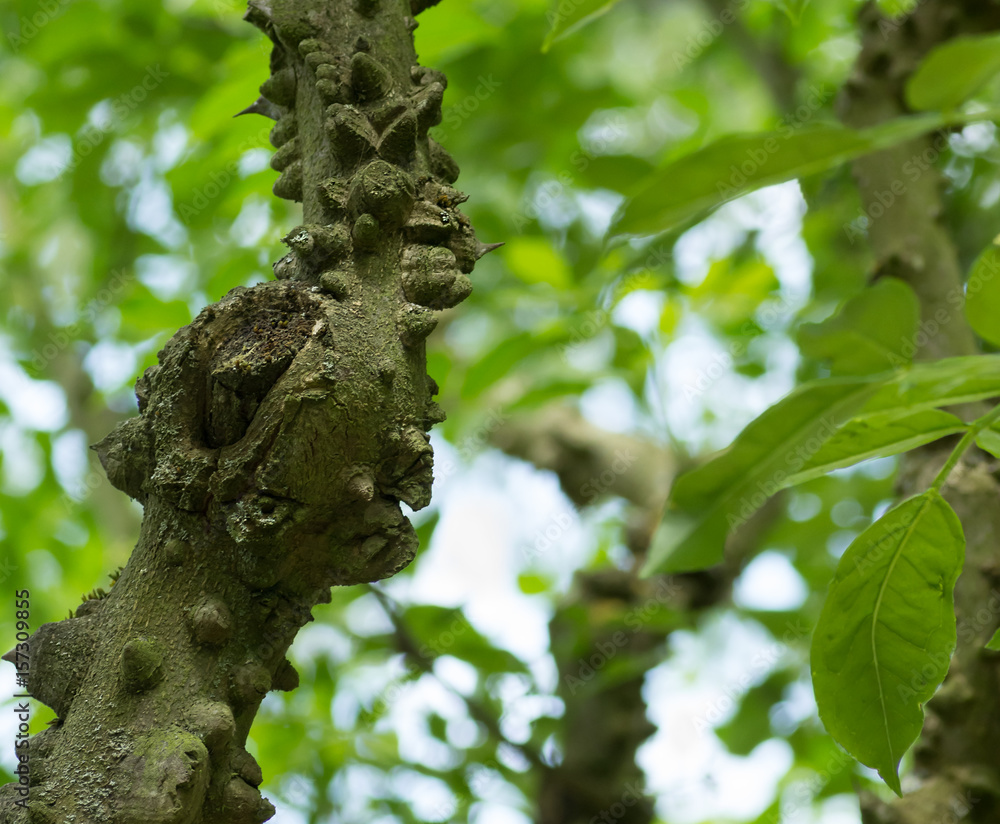 Obraz premium L'arbre crocodile