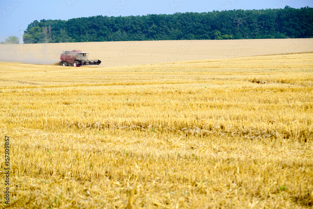 Harvester machine working to harvest wheat field . Combine harvester agriculture machine harvesting golden ripe wheat field. Agriculture