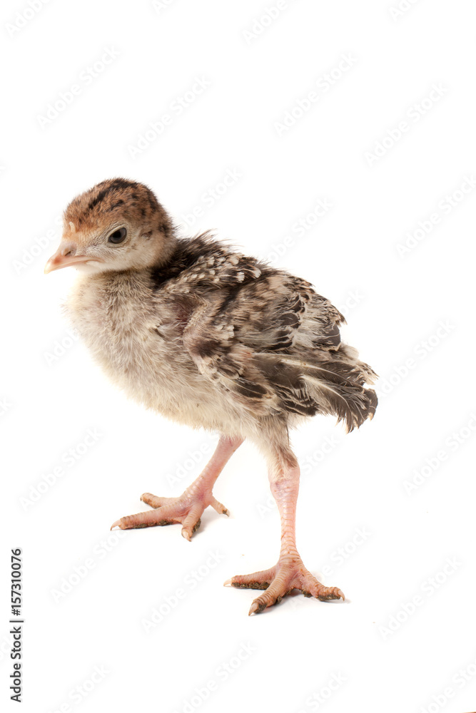 Chicken turkey isolated on a white background Chicken turkey isolated on a white background
