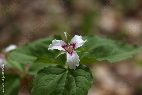 Waldlilie (Trillium undulatum), auch Dreiblätter oder Dreizipfellilien genannt, Frühblüher in Kanada