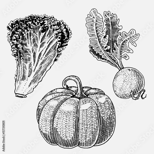 set of hand drawn, engraved vegetables, vegetarian food, plants, vintage looking pumpkin for halloween, lettuce and turnip