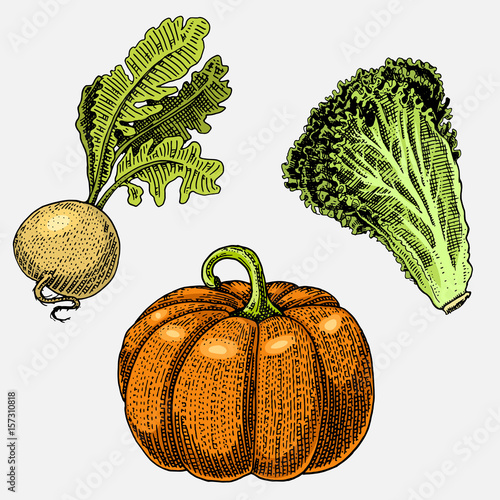 set of hand drawn, engraved vegetables, vegetarian food, plants, vintage looking pumpkin for halloween, lettuce and turnip