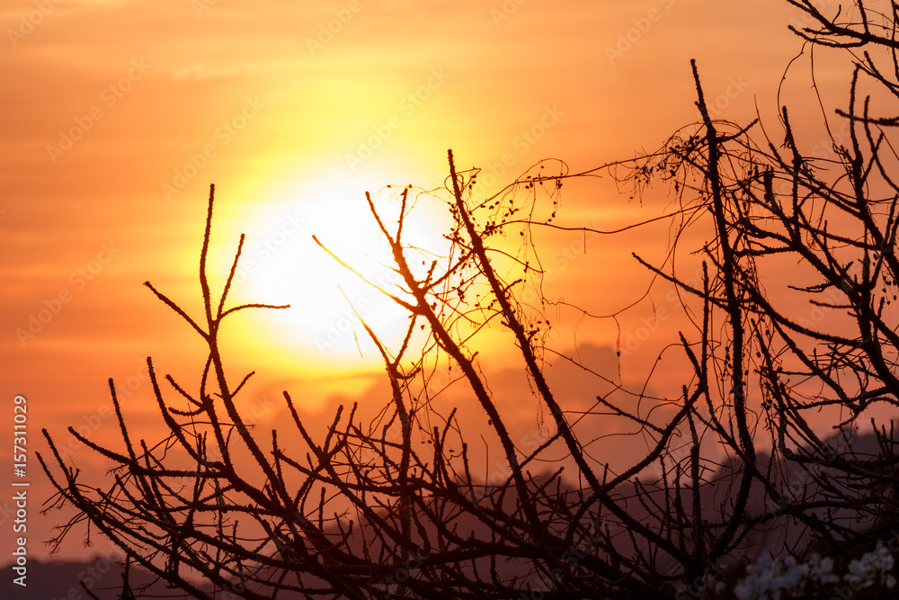 Sunset over dry branch Sunset over dry branch