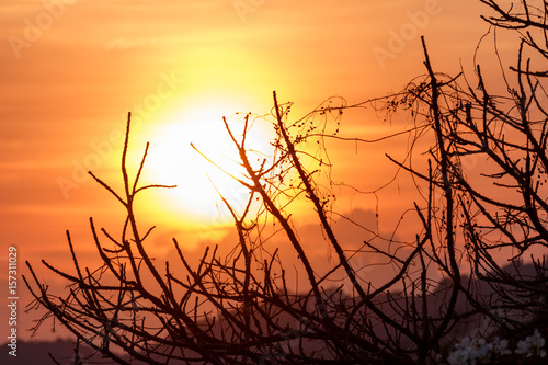 Sunset over dry branch