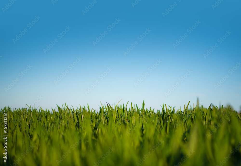 Fototapeta premium low angle shot of lush green field under clear blue sky