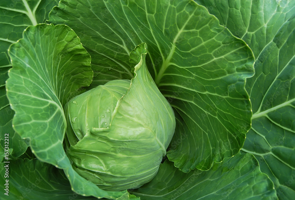 Fresh green cabbage Fresh green cabbage